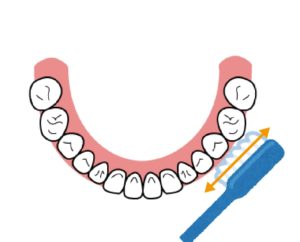 奥歯の表の磨き方