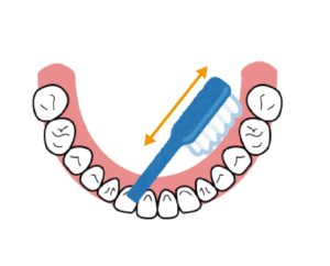 奥歯の奥の磨き方